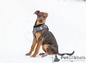 Photo №4. Je vais vendre chien bâtard en ville de Москва. annonce privée - prix - Gratuit