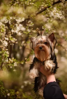 Photo №1. yorkshire terrier - à vendre en ville de Donetsk | 470€ | Annonce №6247