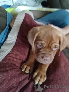 Photo №1. dogue de bordeaux - à vendre en ville de Berlin | Gratuit | Annonce №125186