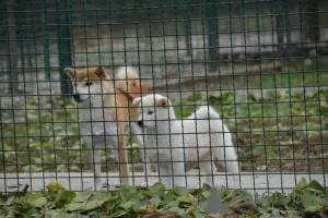 Photos supplémentaires: Chiots Shiba Inu