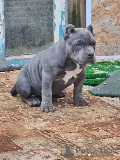 Photo №3. Chiots Bully américains. Fédération de Russie