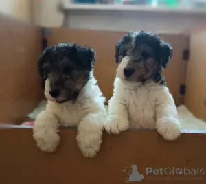 Photo №1. fox-terrier à poil dur - à vendre en ville de Dzerzhinsk | négocié | Annonce №11455