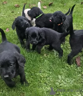 Photos supplémentaires: Labradoodles