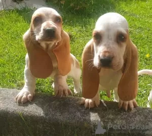 Photo №3. Chiots Basset Hound Pedigree à vendre!. Norvège