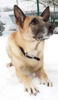 Photo №3. Jack est votre ami pour toujours Chien en cadeau. Fédération de Russie