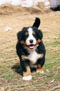 Photos supplémentaires: Des chiots du Bouvier Bernois sont proposés à la vente.