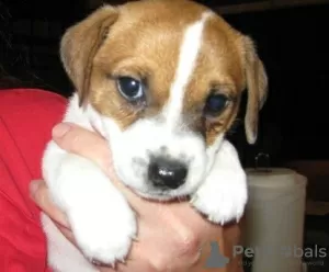 Photo №1. jack russell terrier - à vendre en ville de Degerby | 400€ | Annonce №56446