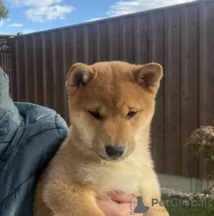 Photo №3. Beautiful shiba inu. La finlande