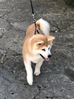 Photos supplémentaires: Je vends des chiots Akita japonais