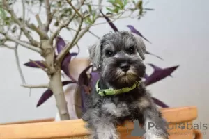 Photo №4. Je vais vendre schnauzer moyen en ville de Nova Pazova.  - prix - négocié