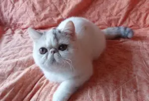 Photo №1. exotic shorthair - à vendre en ville de Vorep | 1200€ | Annonce № 1169