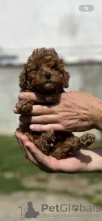 Photos supplémentaires: Petit caniche rouge