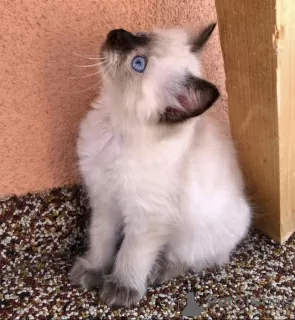 Photo №1. ragdoll - à vendre en ville de Kansas City | 284€ | Annonce № 102276