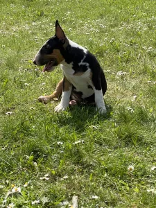 Photos supplémentaires: Superbe chienne mini-taureau à vendre