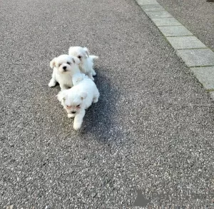 Photo №1. bichon maltais - à vendre en ville de Danzig | Gratuit | Annonce №75412