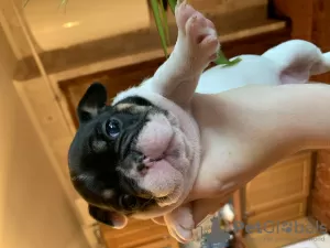 Photo №1. bouledogue - à vendre en ville de Переяслав-Хмельницкий | 2469€ | Annonce №8810