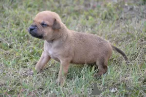 Photos supplémentaires: chiots pit-bull