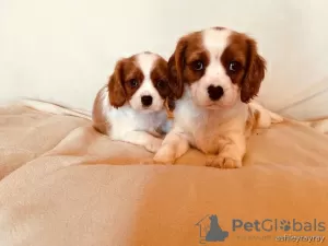 Photo №2 de l'annonce № 129493 de la vente cavalier king charles spaniel - acheter à Pays Bas annonce privée