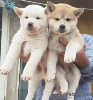 Photo №1. akita (chien) - à vendre en ville de Кирк Майкл | 500€ | Annonce №8731