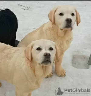 Photos supplémentaires: Chiots labradors