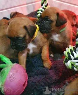 Photos supplémentaires: Chiots Boxer à vendre