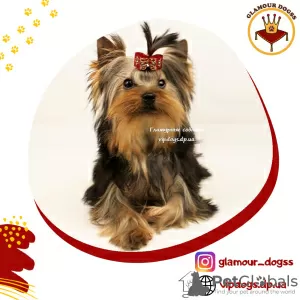 Photo №1. yorkshire terrier - à vendre en ville de Kiev | 1500€ | Annonce №10175