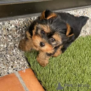 Photo №1. yorkshire terrier - à vendre en ville de Toulouse | négocié | Annonce №10219