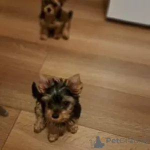 Photo №1. yorkshire terrier - à vendre en ville de Rezekne | 350€ | Annonce №66318