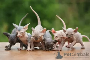 Photos supplémentaires: Les chatons magnifiques sont aux yeux bleus blanc neige.