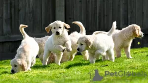 Photo №1. golden retriever - à vendre en ville de Montpellier | 400€ | Annonce №130758