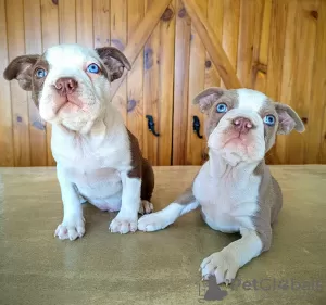 Photos supplémentaires: Boston Terrier - chiots colorés avec pedigree