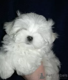 Photo №1. bichon maltais - à vendre en ville de Pskov | 607€ | Annonce №10026