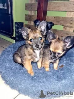 Photo №1. chihuahua - à vendre en ville de Berlin | Gratuit | Annonce №126639