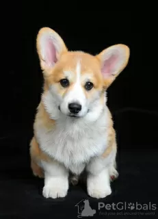 Photo №4. Je vais vendre welsh corgi en ville de Ровно. éleveur - prix - 1300€