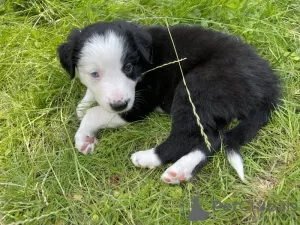 Photo №1. border collie - à vendre en ville de San Diego | 331€ | Annonce №64140