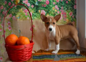 Photo №2 de l'annonce № 39198 de la vente basenji - acheter à Fédération de Russie annonce privée