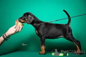 Photo №2 de l'annonce № 84323 de la vente dobermann - acheter à Serbie éleveur