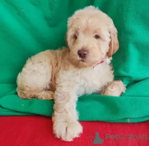 Photo №2 de l'annonce № 92871 de la vente labradoodle - acheter à Monténégro éleveur