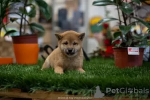 Photo №1. shiba - à vendre en ville de Нови Сад | Gratuit | Annonce №82743