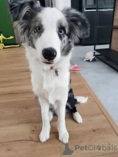 Photo №3. Border Collie / Bleu merle / Type d'exposition / mâle / FCI / ZKwP. Pologne