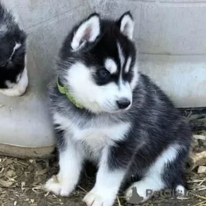 Photo №2 de l'annonce № 54797 de la vente husky de sibérie - acheter à La finlande éleveur