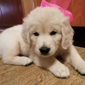 Photo №1. golden retriever - à vendre en ville de Москва | 570€ | Annonce №5181