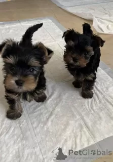 Photo №1. yorkshire terrier - à vendre en ville de Wolverhampton | 390€ | Annonce №121635