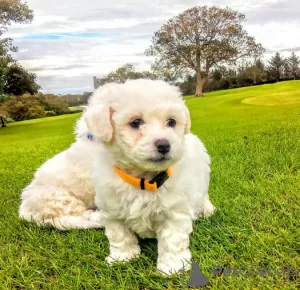 Photo №1. bichon à poil frisé - à vendre en ville de Nuremberg | Gratuit | Annonce №95922