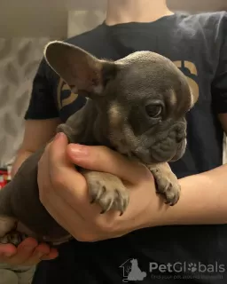 Photos supplémentaires: Ils sont si beaux chiots bouledogues français à vendre