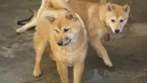 Photo №3. Chiots Shiba Inu à vendre. Serbie