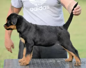 Photo №2 de l'annonce № 70599 de la vente rottweiler - acheter à Serbie éleveur