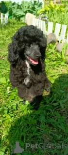 Photo №1. caniche (nain) - à vendre en ville de Saint-Pétersbourg | 616€ | Annonce №110368