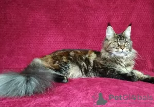 Photo №1. maine coon - à vendre en ville de Barnaul | 500€ | Annonce № 43450