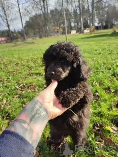 Photo №2 de l'annonce № 29282 de la vente caniche (jouet) - acheter à Estonie de la fourrière